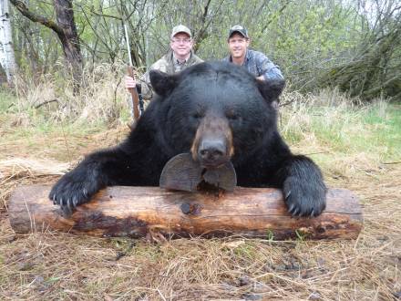 Ours noir de Boone et Crockett