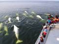 Gangler's Zodiac Beluga Whale Tours (en anglais)