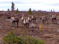 Circuits de migration des caribous de Gangler
