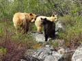 Gangler's Wildlife Tours