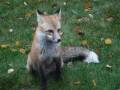 Renard