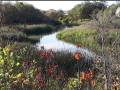 Ruisseau Netley