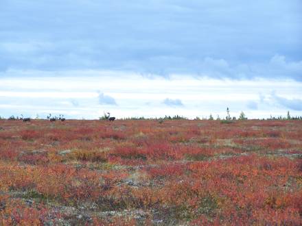 Migration des caribous de Gangler