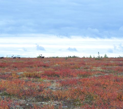 Migration des caribous de Gangler