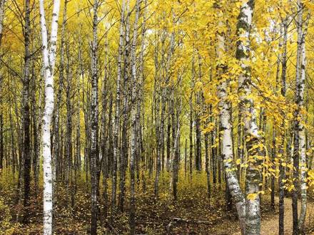 Association du sentier de South Whiteshell