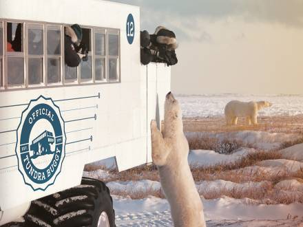L'aventure Tundra Buggy® à Churchill, Manitoba.