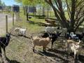 Ferme Lazy Acres