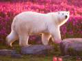 Gangler's Polar Bear Tours