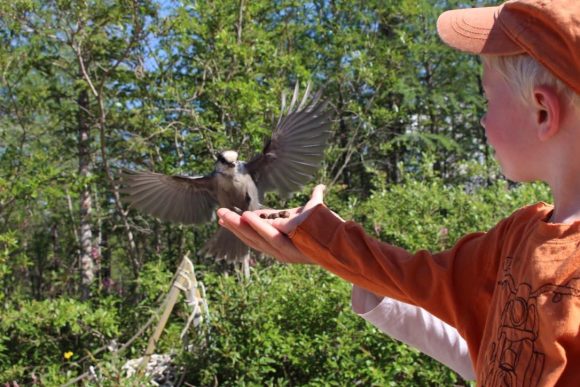Oiseau volant vers la main d'un enfant qui lui offre de la nourriture, guidé par un adulte dans un cadre extérieur chaleureux et stimulant.