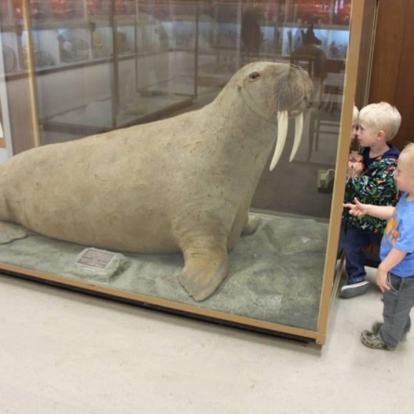 Les enfants observent un morse à travers une vitrine, captivés par l'animal dans un cadre ludique et éducatif.