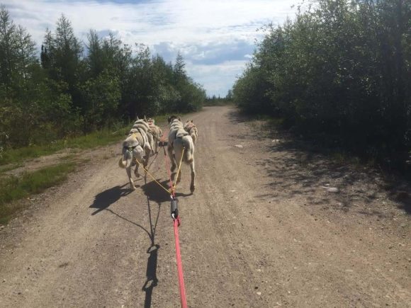 Les chiens tirent un individu sur un chemin de terre, entouré d'arbres de part et d'autre, dans un cadre paisible et forestier.