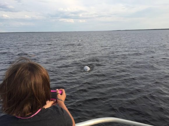 Un dauphin s'approche d'un garçon qui regarde par-dessus le bord d'un bateau, tenant un appareil photo rose prêt à capturer l'instant.