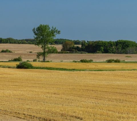 Image panoramique des champs de blé doré de la région ouest du Manitoba, près de Brandon.