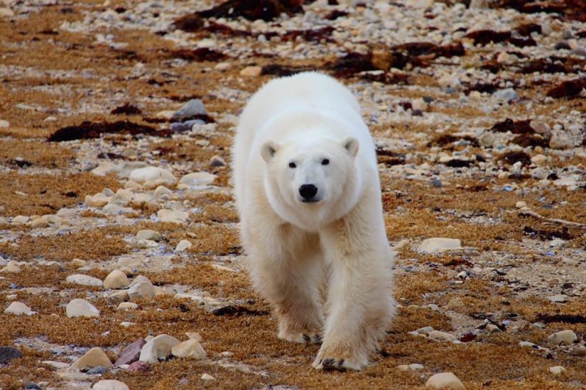 Un ours polaire curieux s'approche de la caméra dans la toundra près de Churchill.